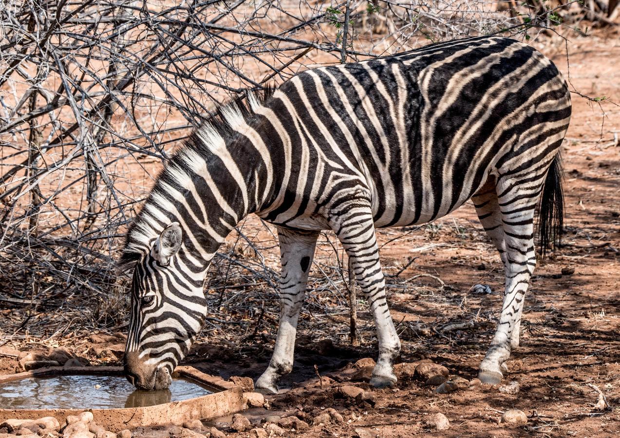 Mawusi Bush Lodge Hoedspruit Exteriér fotografie
