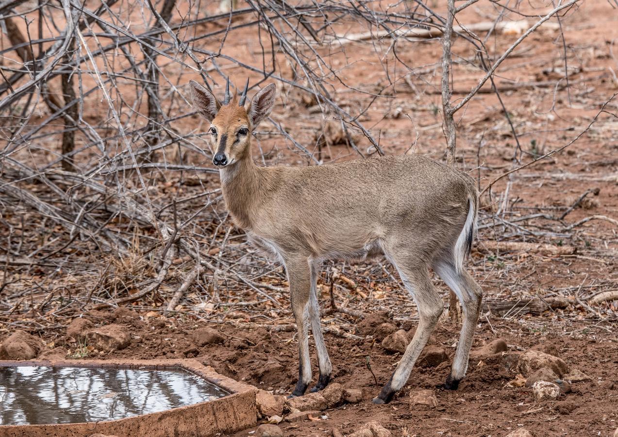 Mawusi Bush Lodge Hoedspruit Exteriér fotografie